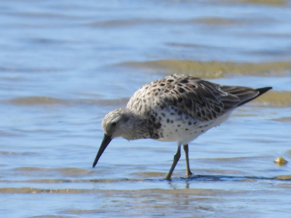 Great Knot - ML617347404