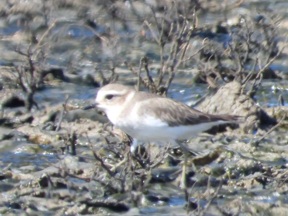Double-banded Plover - ML617347490