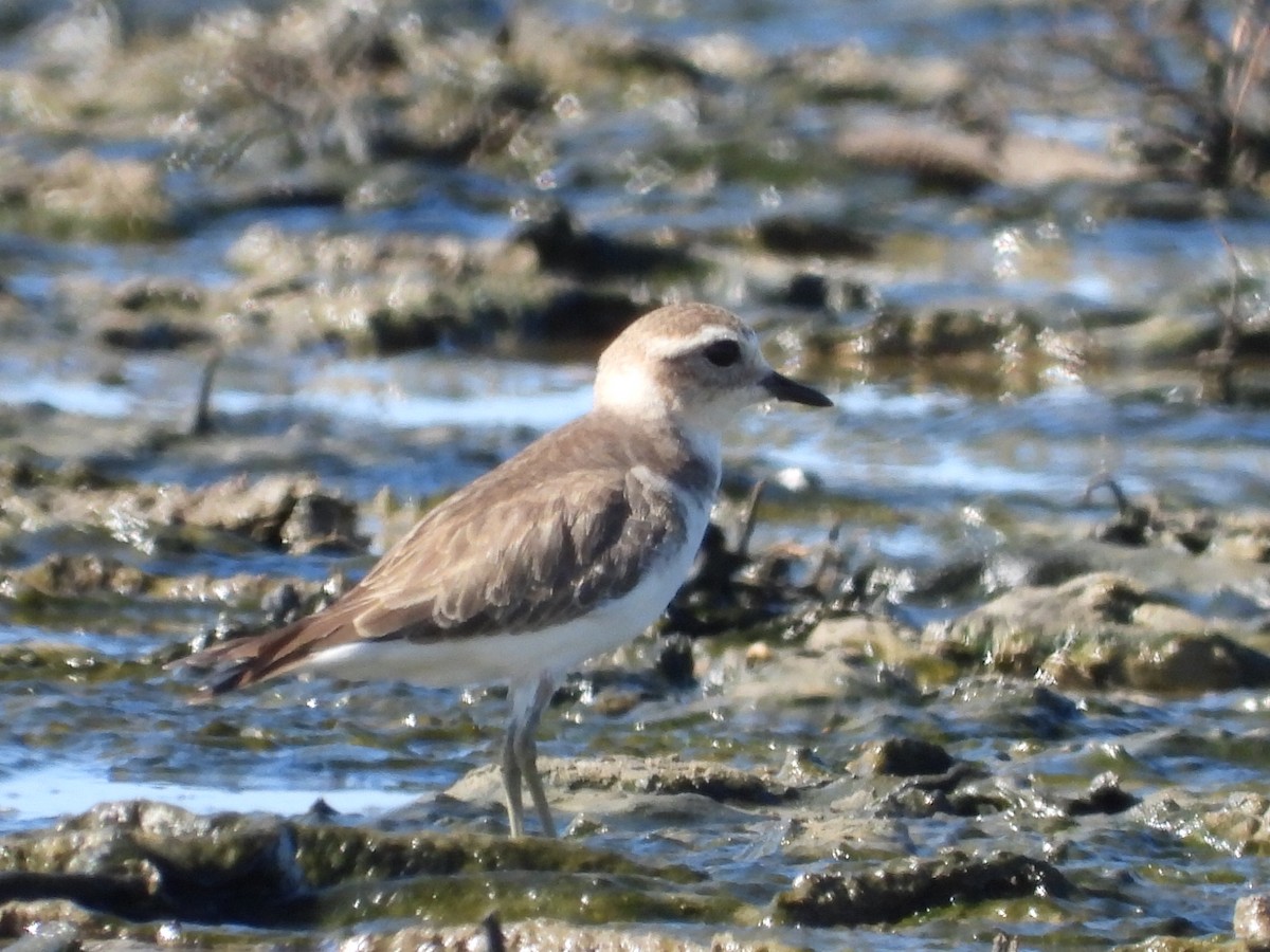 Double-banded Plover - ML617347491