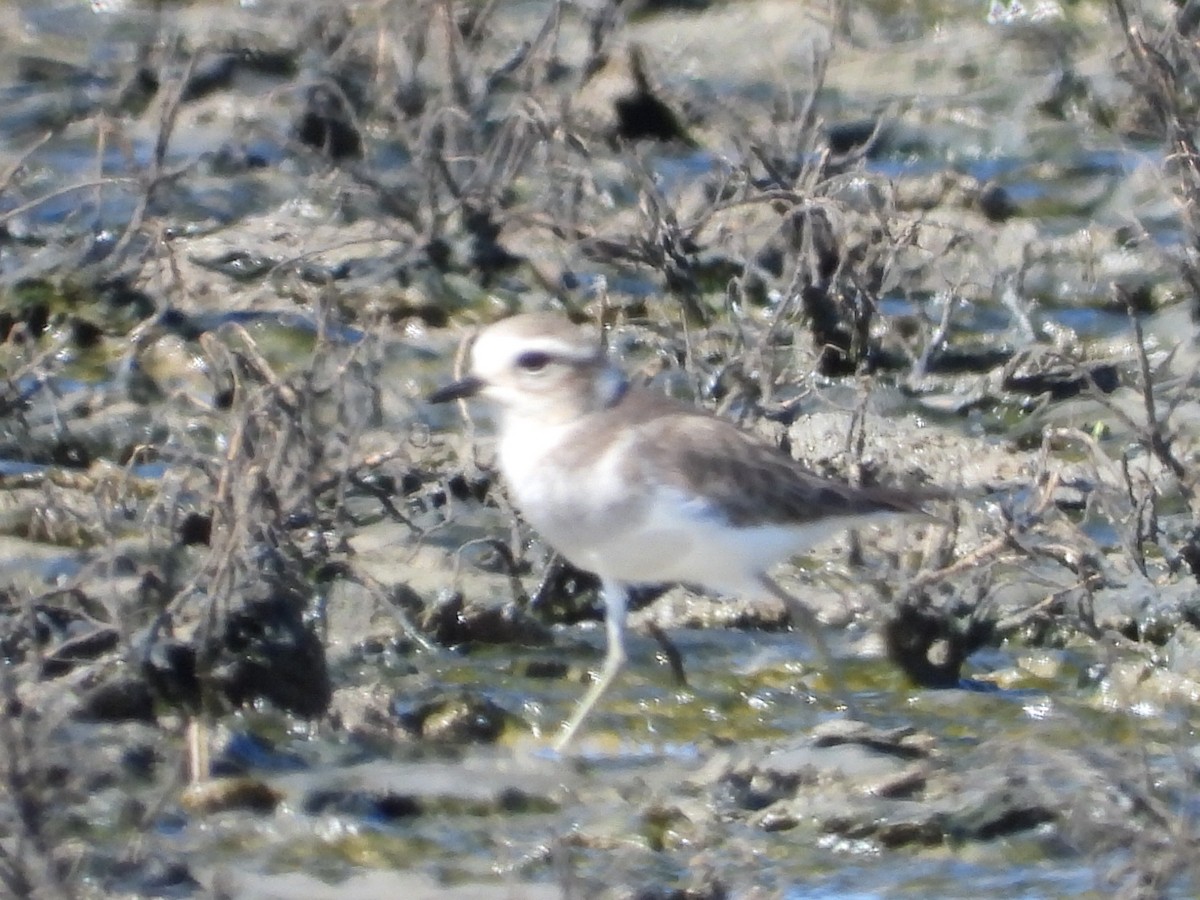 Double-banded Plover - ML617347492