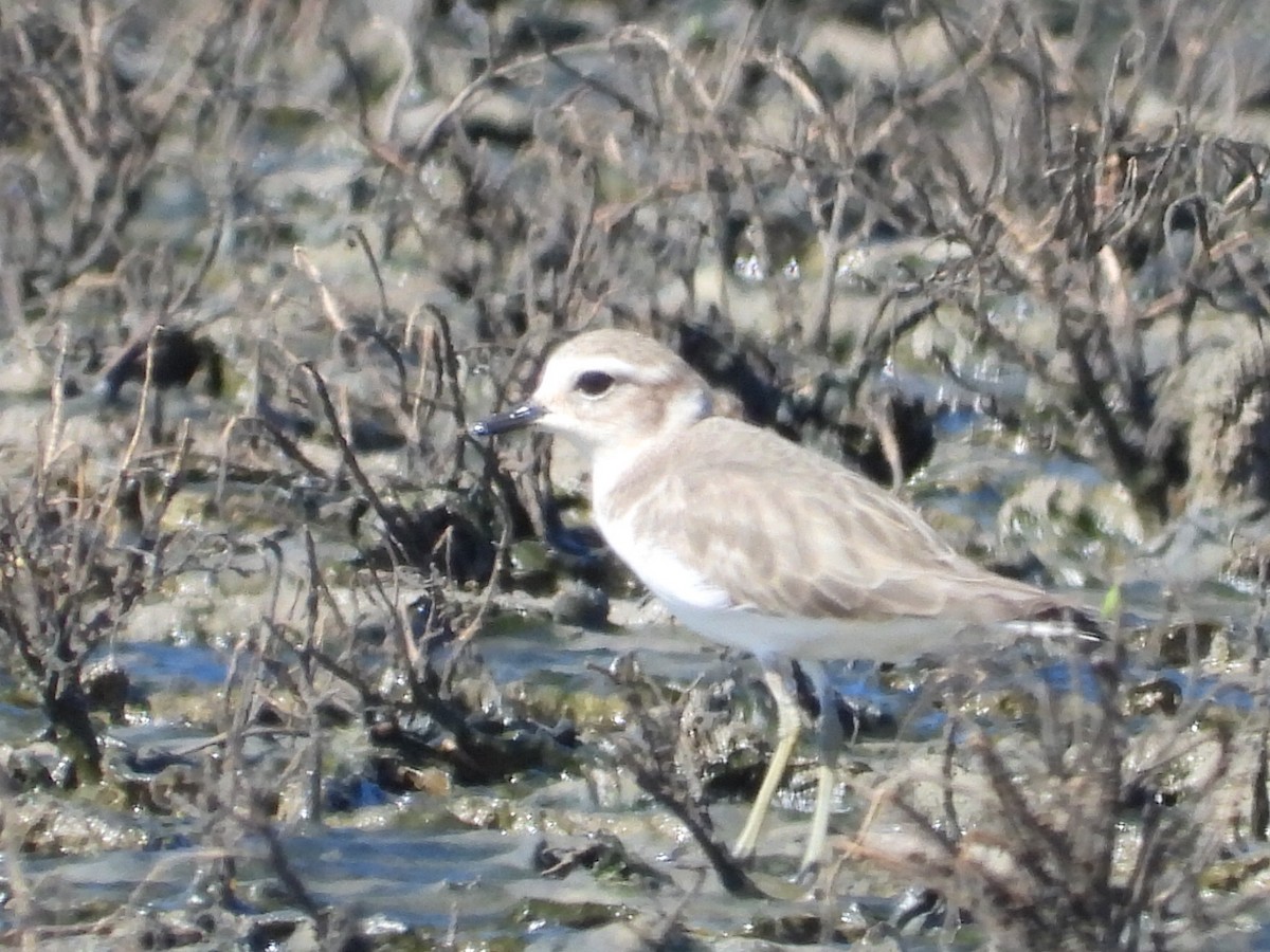 Double-banded Plover - ML617347493
