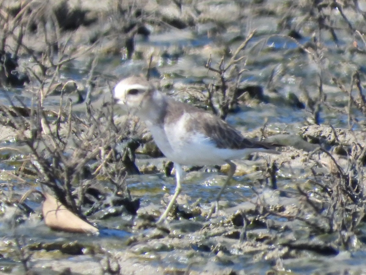 Double-banded Plover - ML617347494