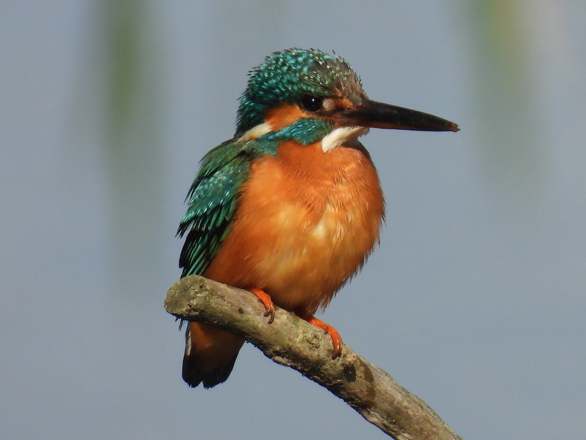 Common Kingfisher - Bret Okeson