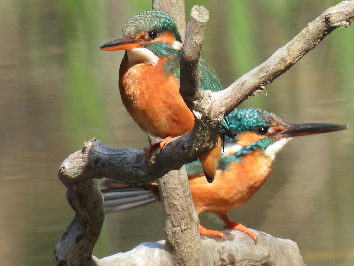 Common Kingfisher - Bret Okeson