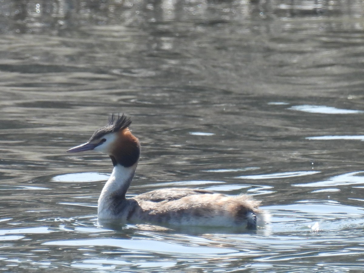 Great Crested Grebe - ML617347648