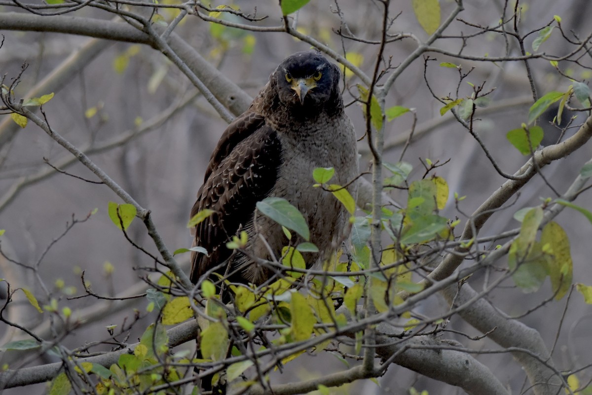 Crested Serpent-Eagle - ML617347670