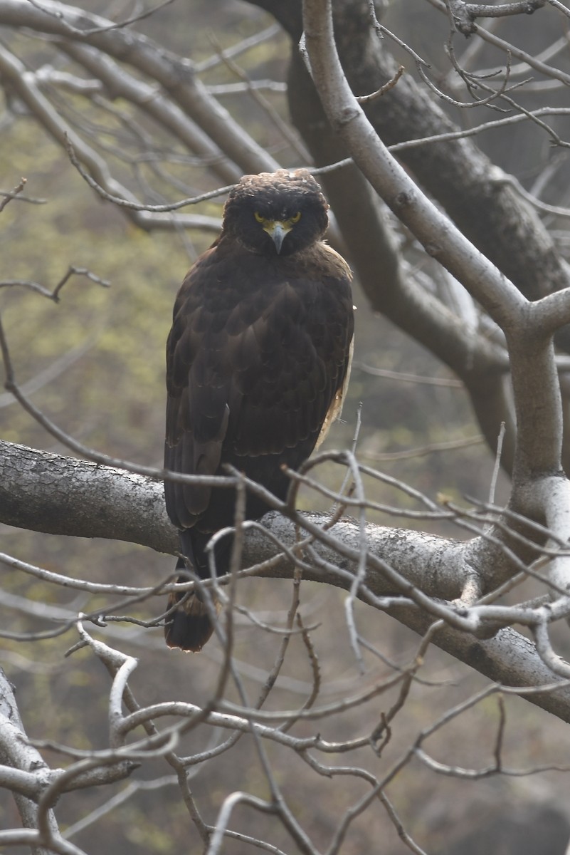 Crested Serpent-Eagle - ML617347671