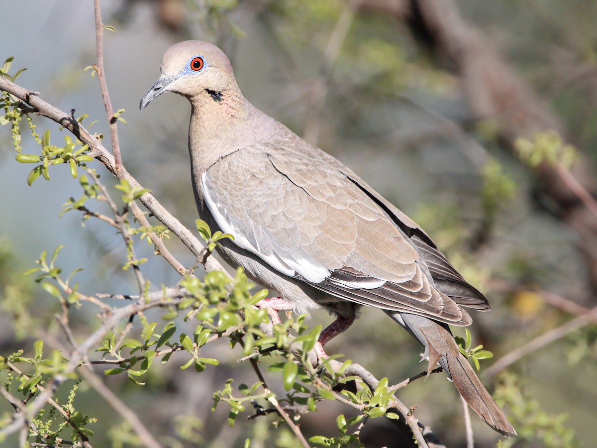 White-winged Dove - Jeremy Busby
