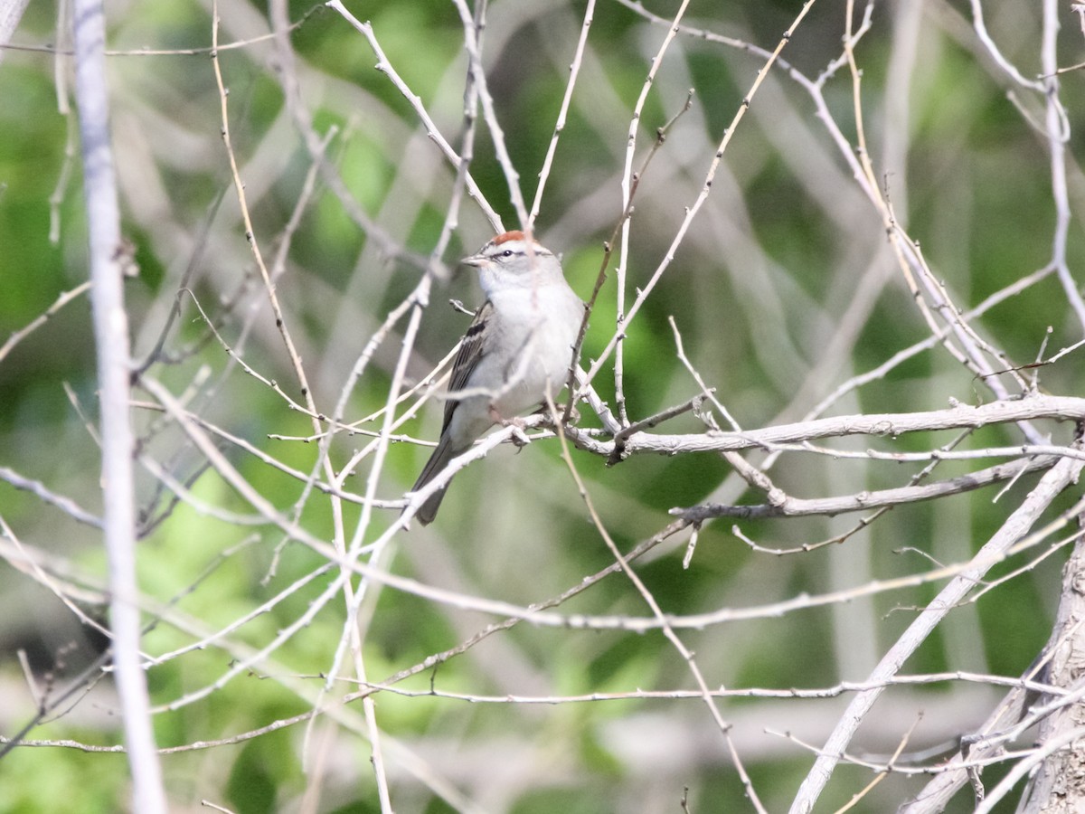 Chipping Sparrow - ML617347831