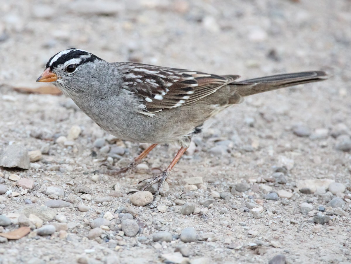 White-crowned Sparrow - ML617347843
