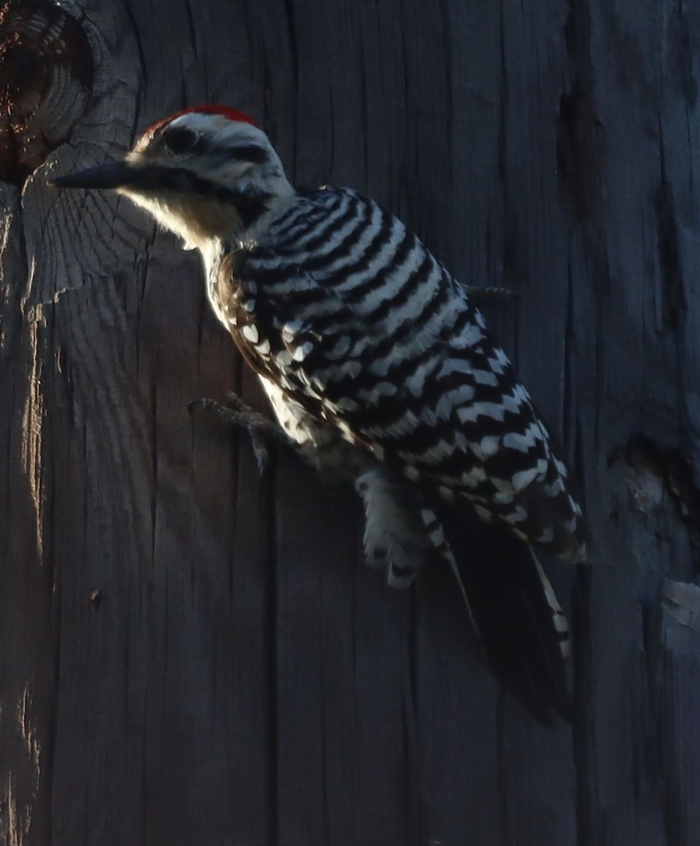 Ladder-backed Woodpecker - David Kettering