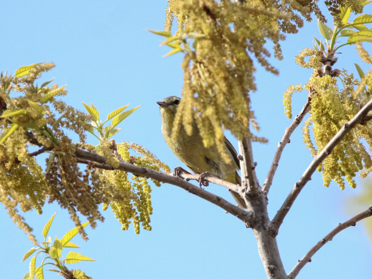Orange-crowned Warbler - ML617347852