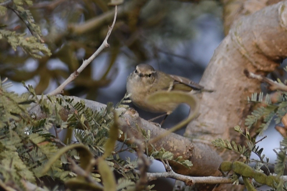 Hume's Warbler - ML617347901