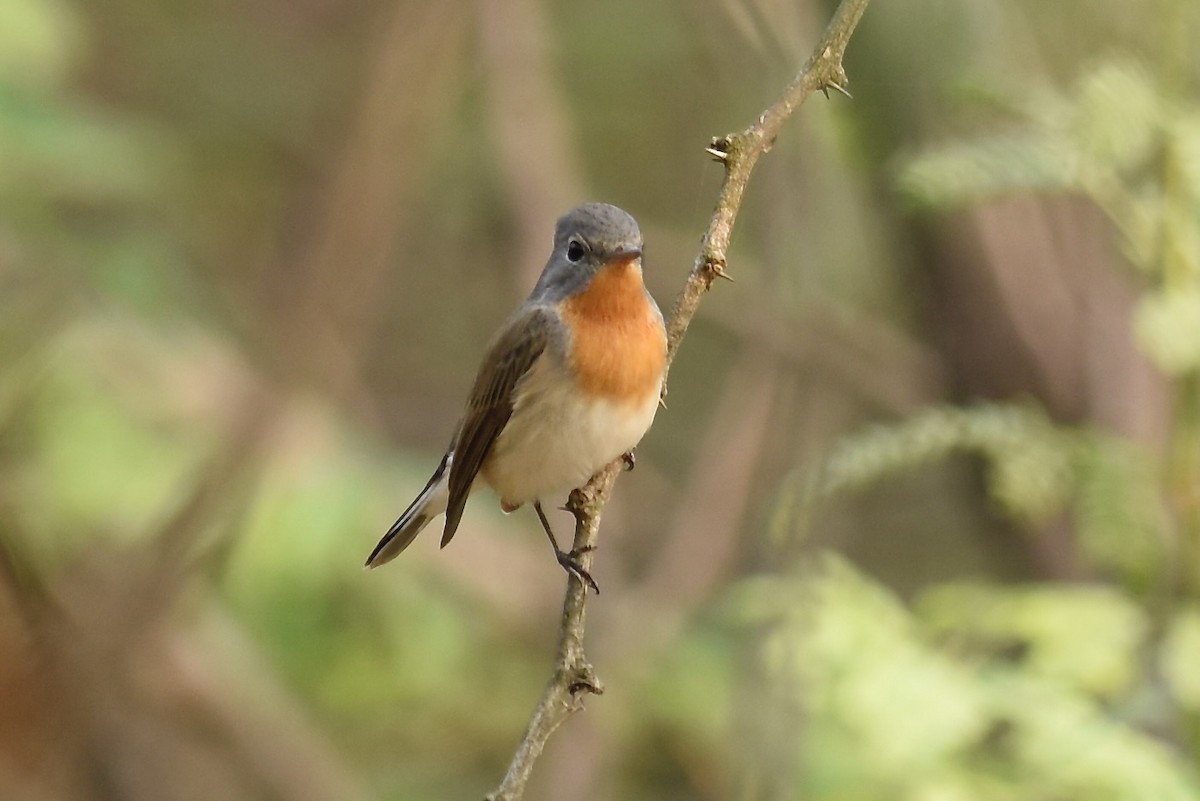 Red-breasted Flycatcher - ML617347948