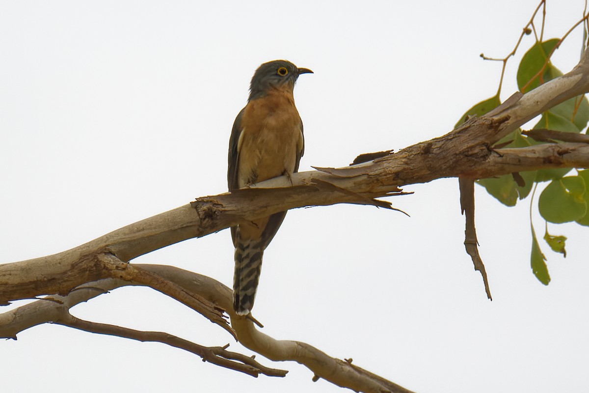 Fan-tailed Cuckoo - Nathan Hentze