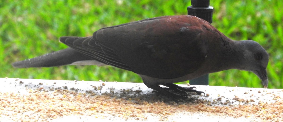 Pigeon de Madagascar - ML617348047