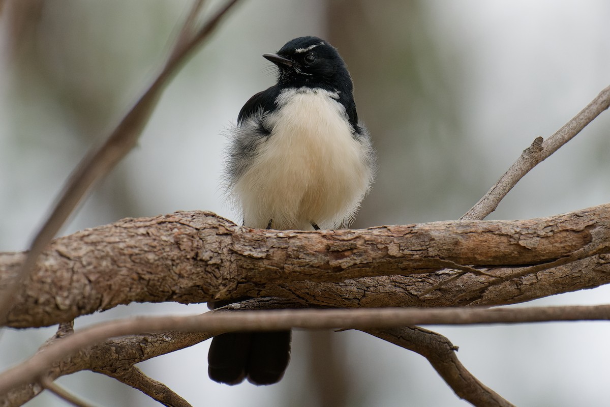 Willie-wagtail - Nathan Hentze