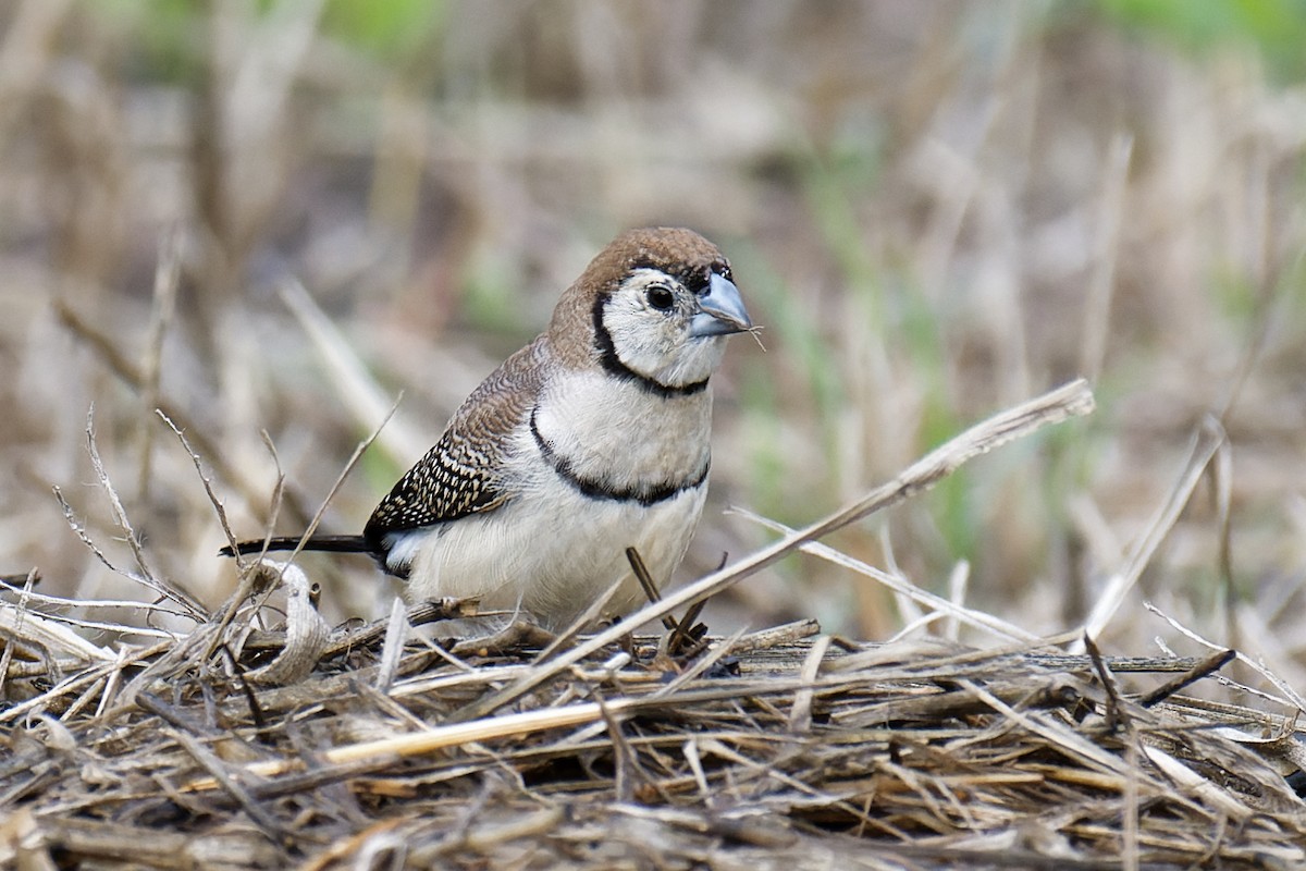Double-barred Finch - Nathan Hentze