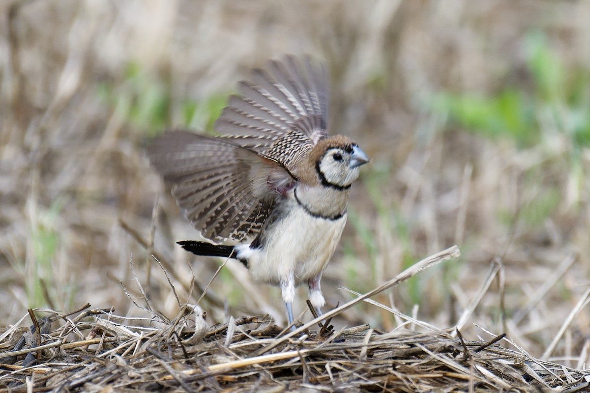 Double-barred Finch - Nathan Hentze
