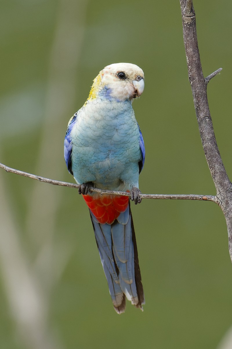 Pale-headed Rosella - Nathan Hentze