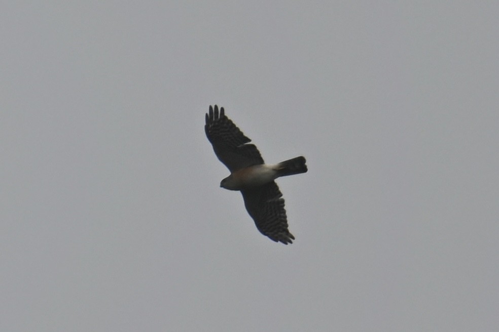 ML617348137 - Japanese Sparrowhawk - Macaulay Library