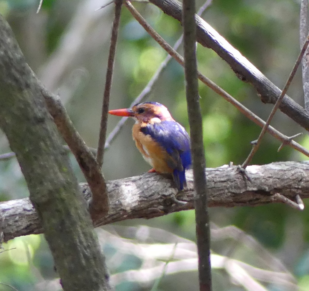 African Pygmy Kingfisher - ML617348178