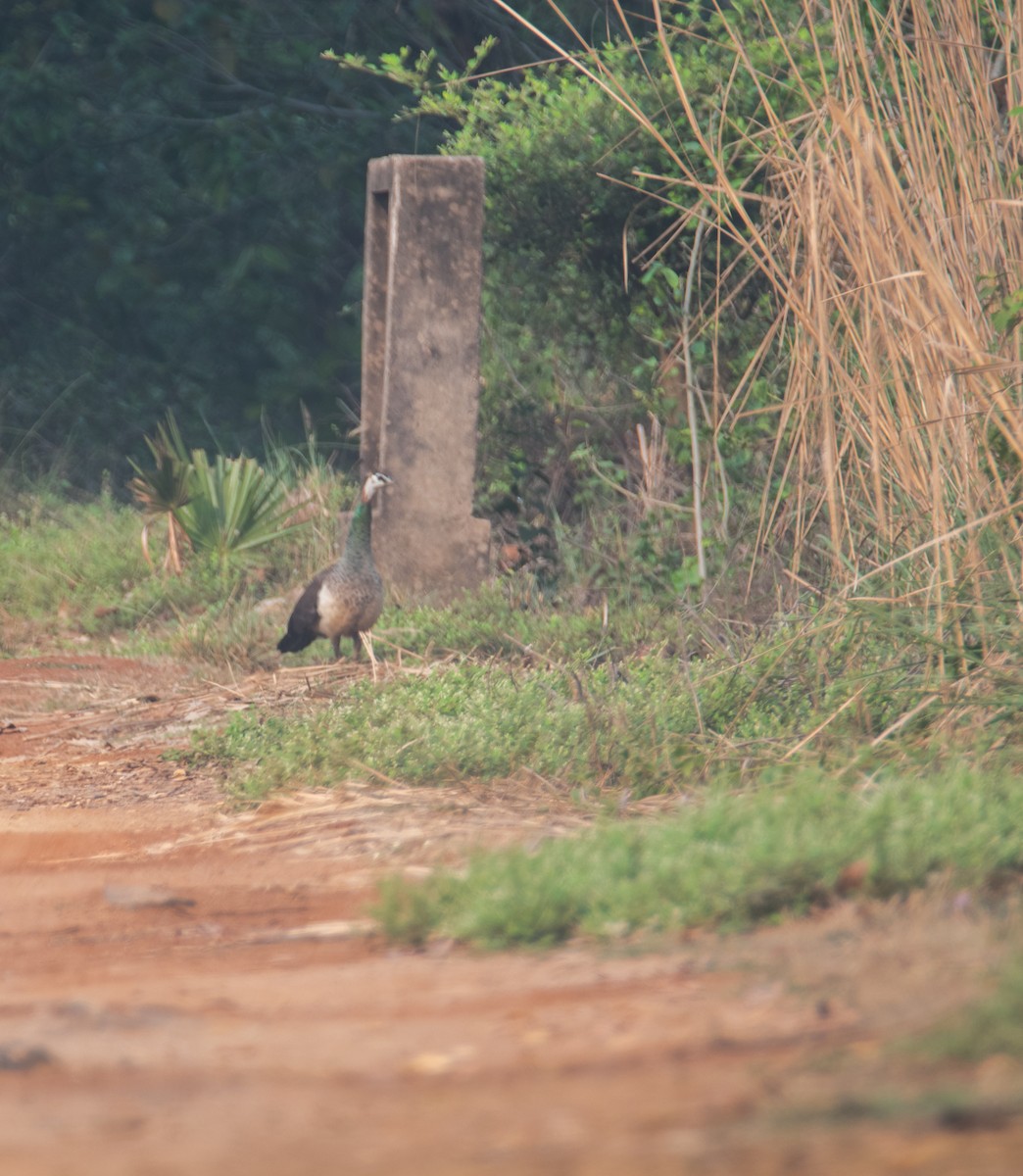 Indian Peafowl - Saikat Das