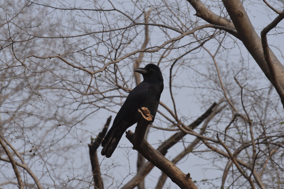 Large-billed Crow (Indian Jungle) - Chuck Jensen