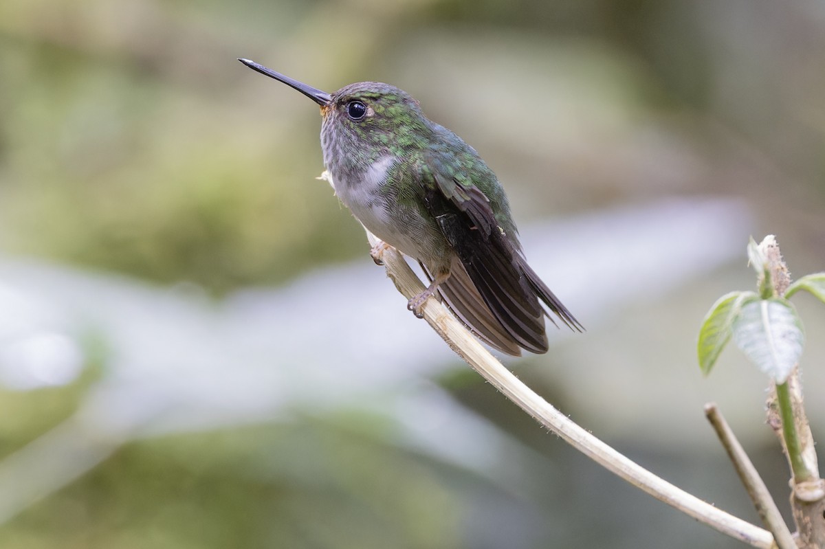 kolibřík ekvádorský - ML617348295