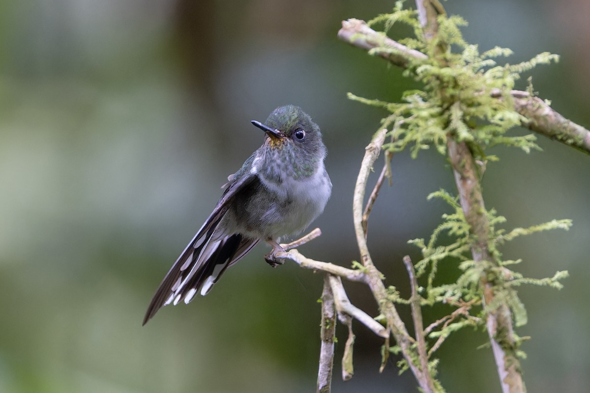 kolibřík ekvádorský - ML617348297