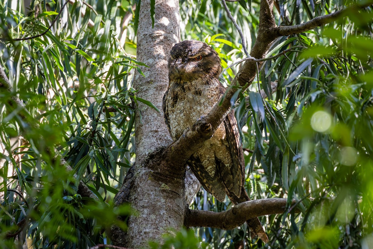 Papuan Frogmouth - ML617348358