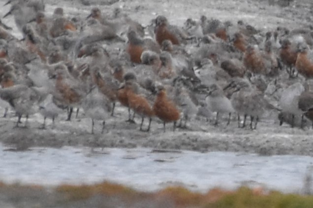 Red Knot - ML617348418