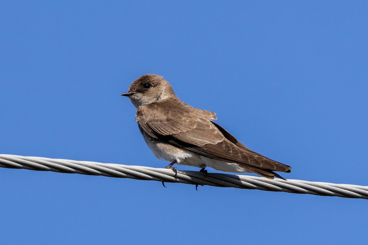 Northern Rough-winged Swallow - ML617348490