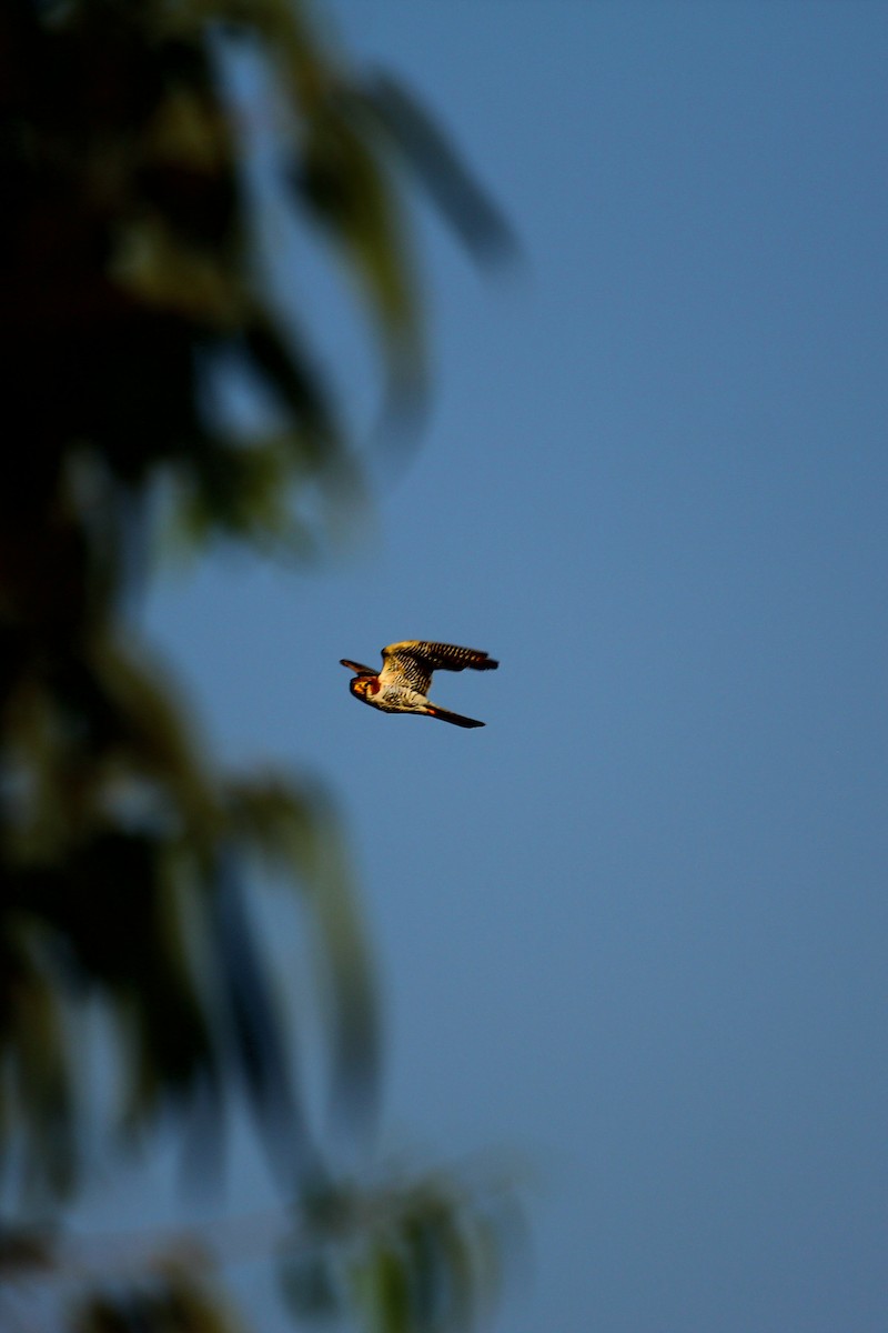 Red-necked Falcon - Vishwanath V