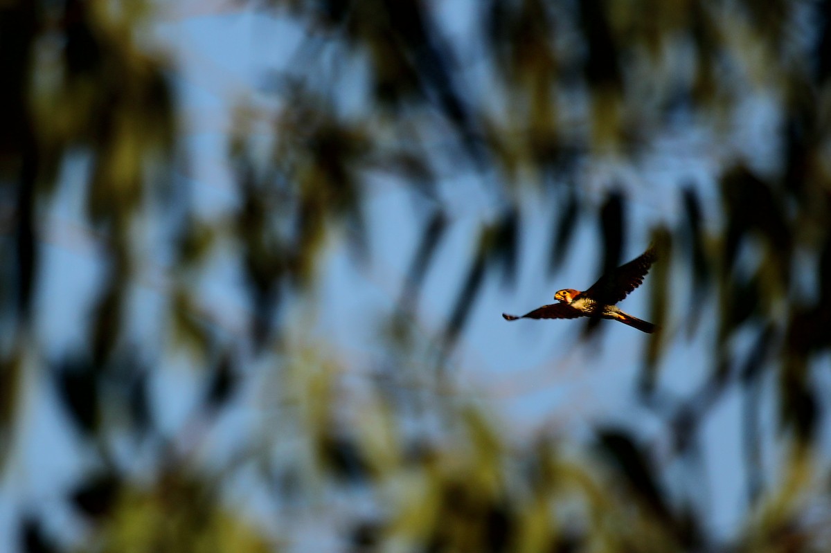 Red-necked Falcon - Vishwanath V