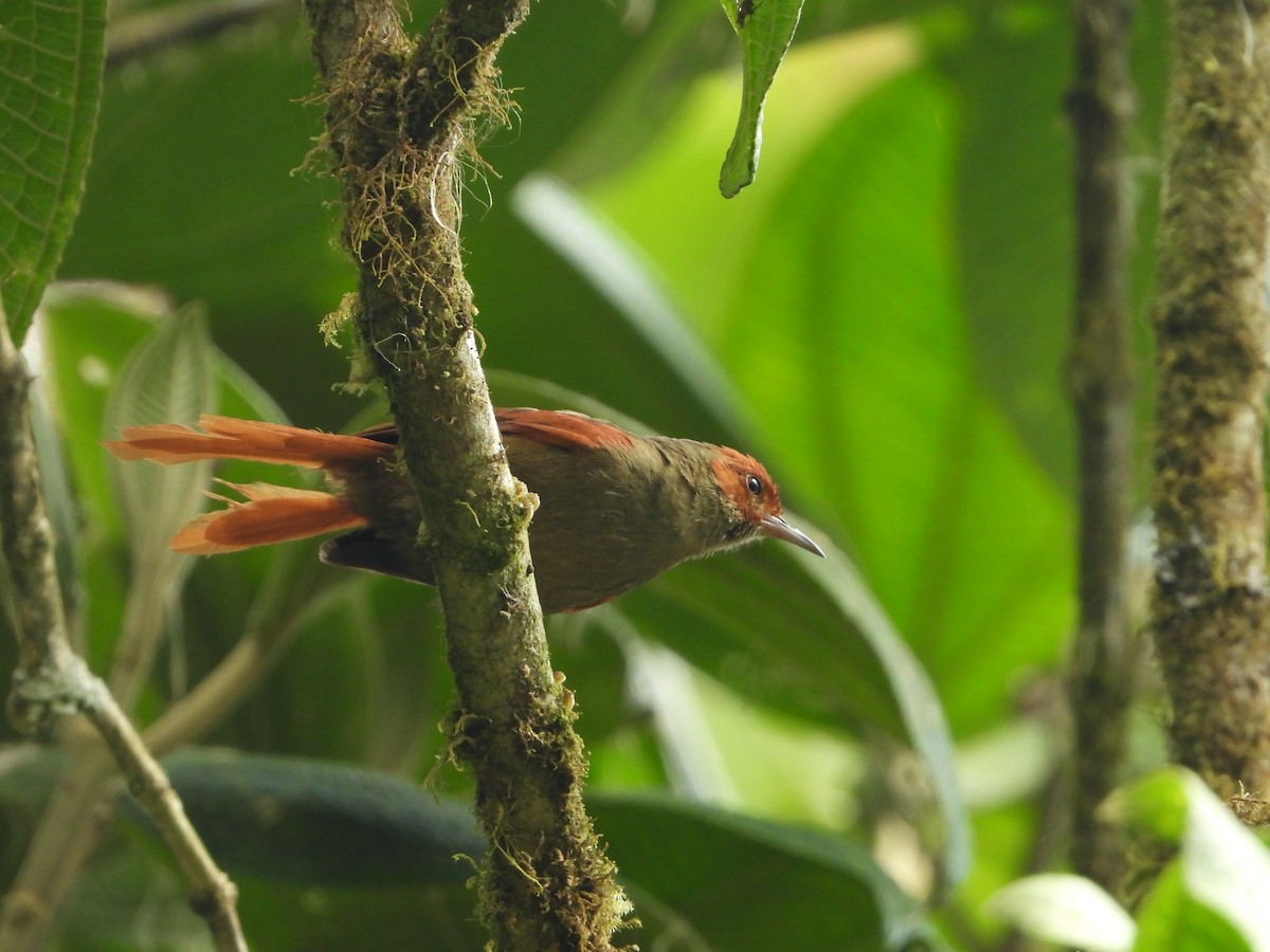 Red-faced Spinetail - ML617348612