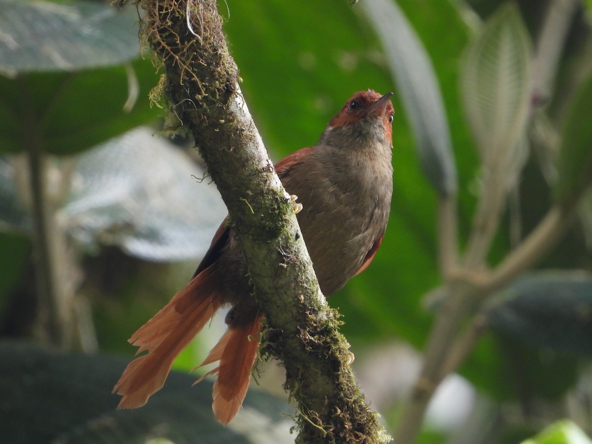 Red-faced Spinetail - ML617348626