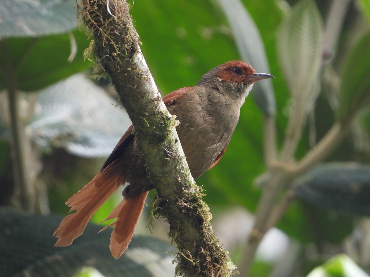 Red-faced Spinetail - ML617348630