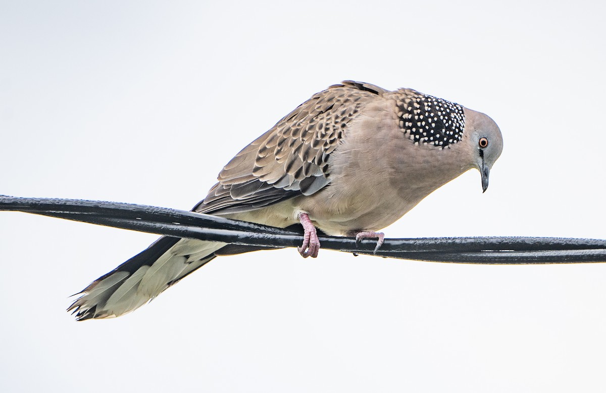 Spotted Dove - ML617348638