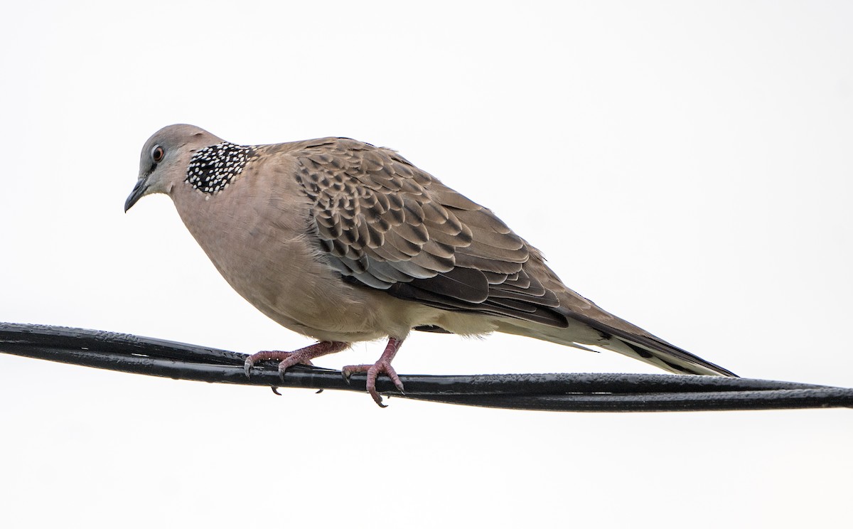 Spotted Dove - ML617348639
