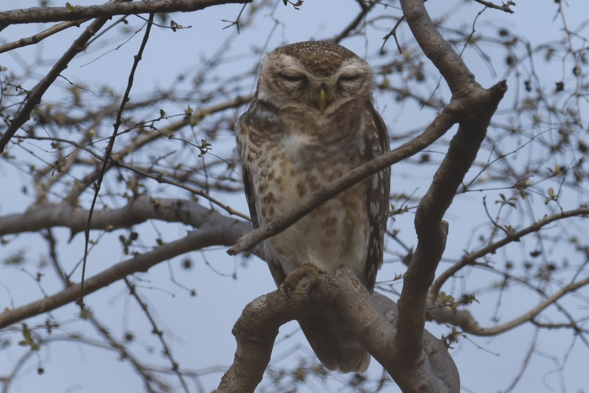 Spotted Owlet - ML617348669