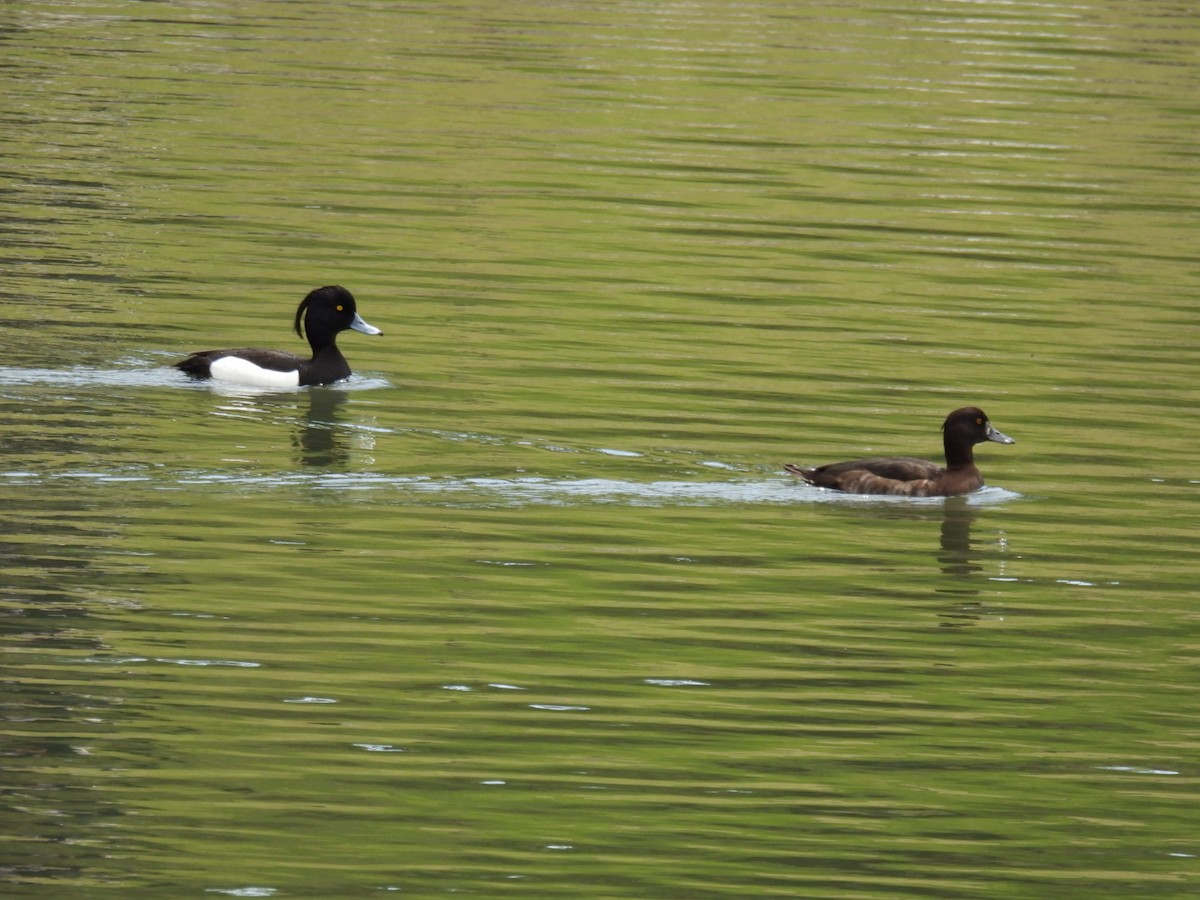 Tufted Duck - ML617348742