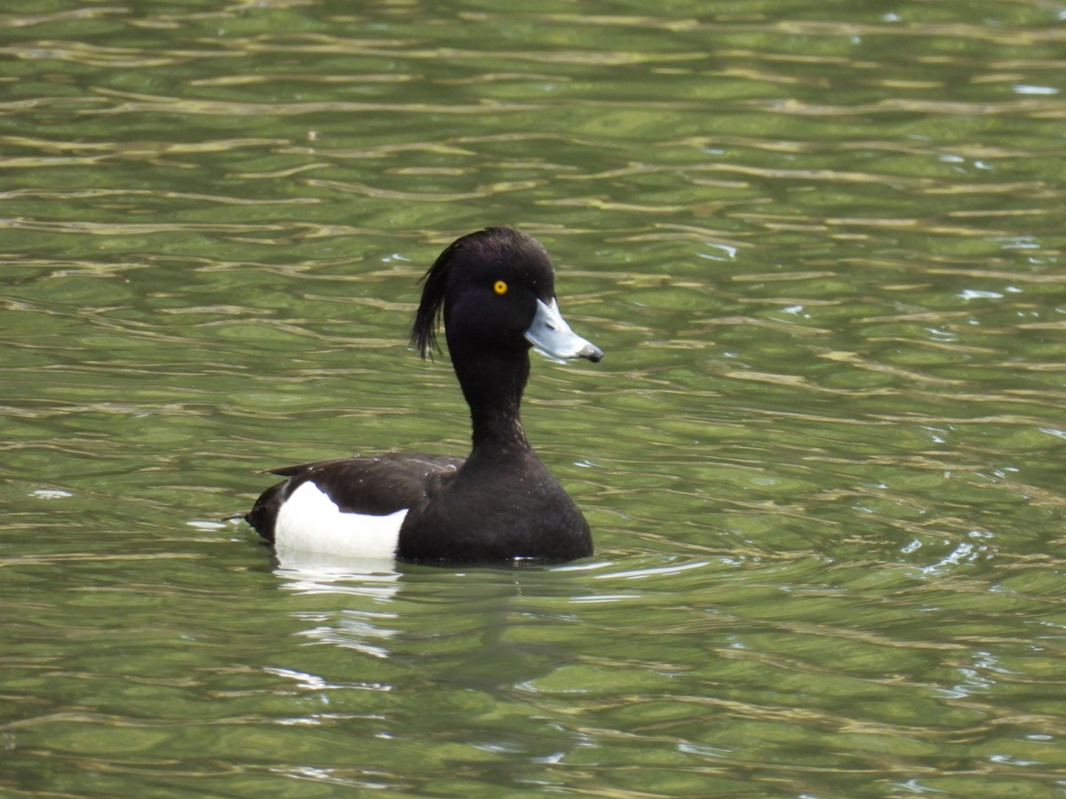 Tufted Duck - ML617348794