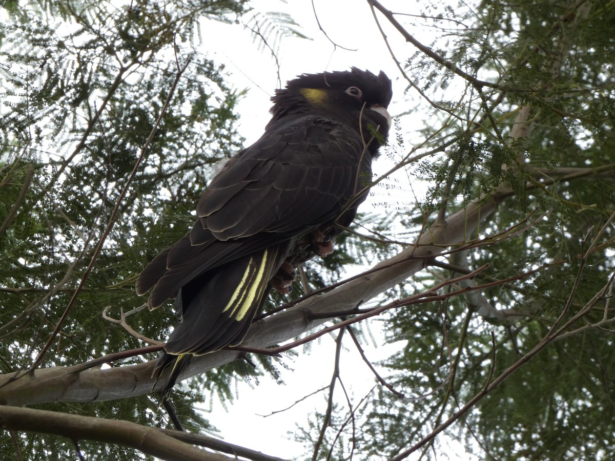 Yellow-tailed Black-Cockatoo - ML617348962