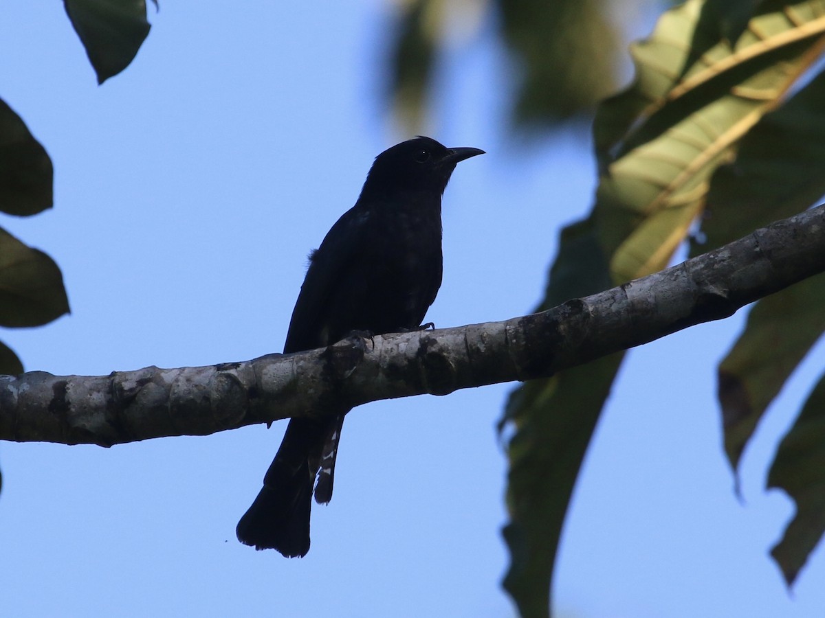 Square-tailed Drongo-Cuckoo - ML617349068