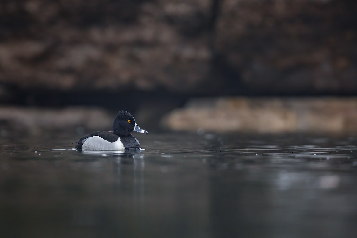 Ring-necked Duck - Shey S