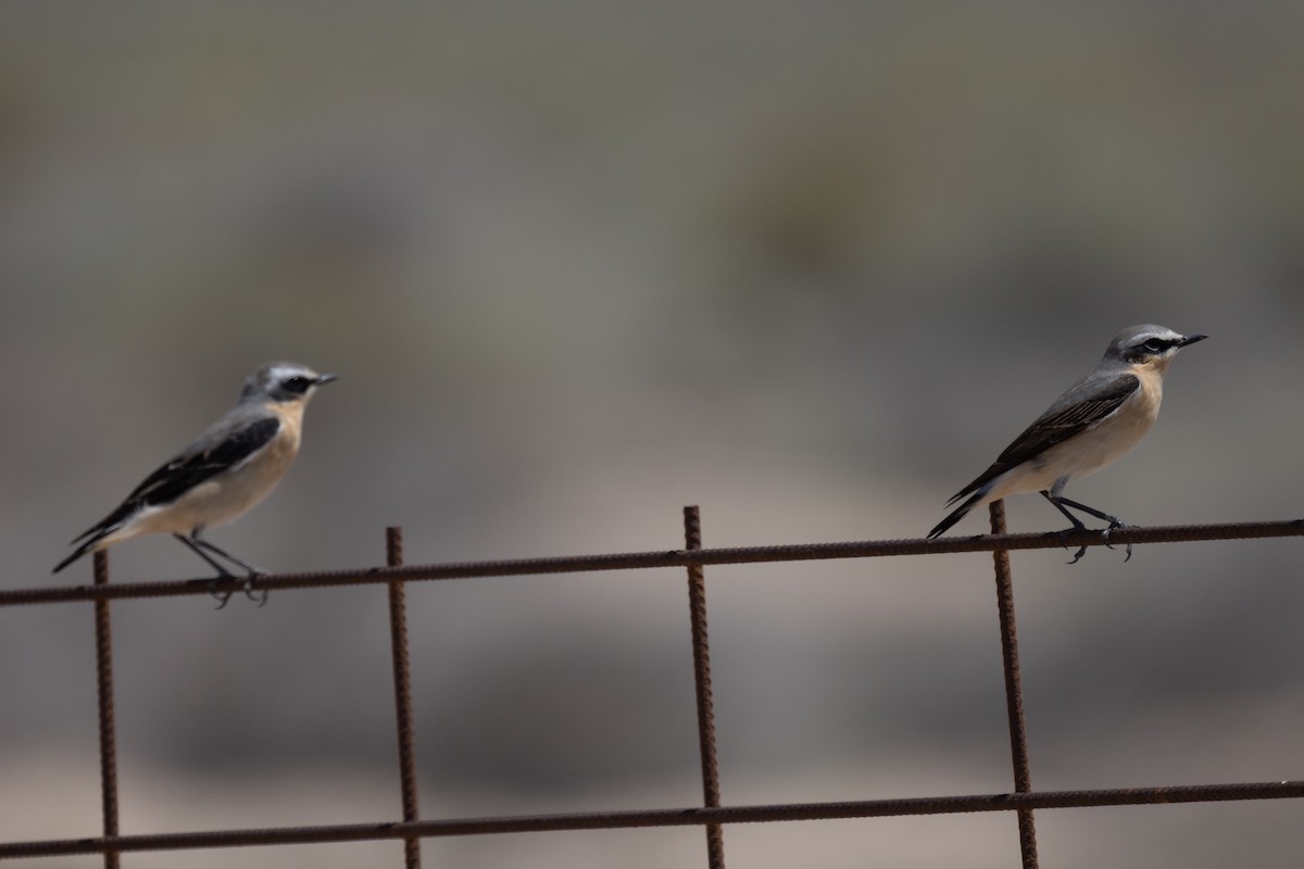 Northern Wheatear - Mohamed Shah