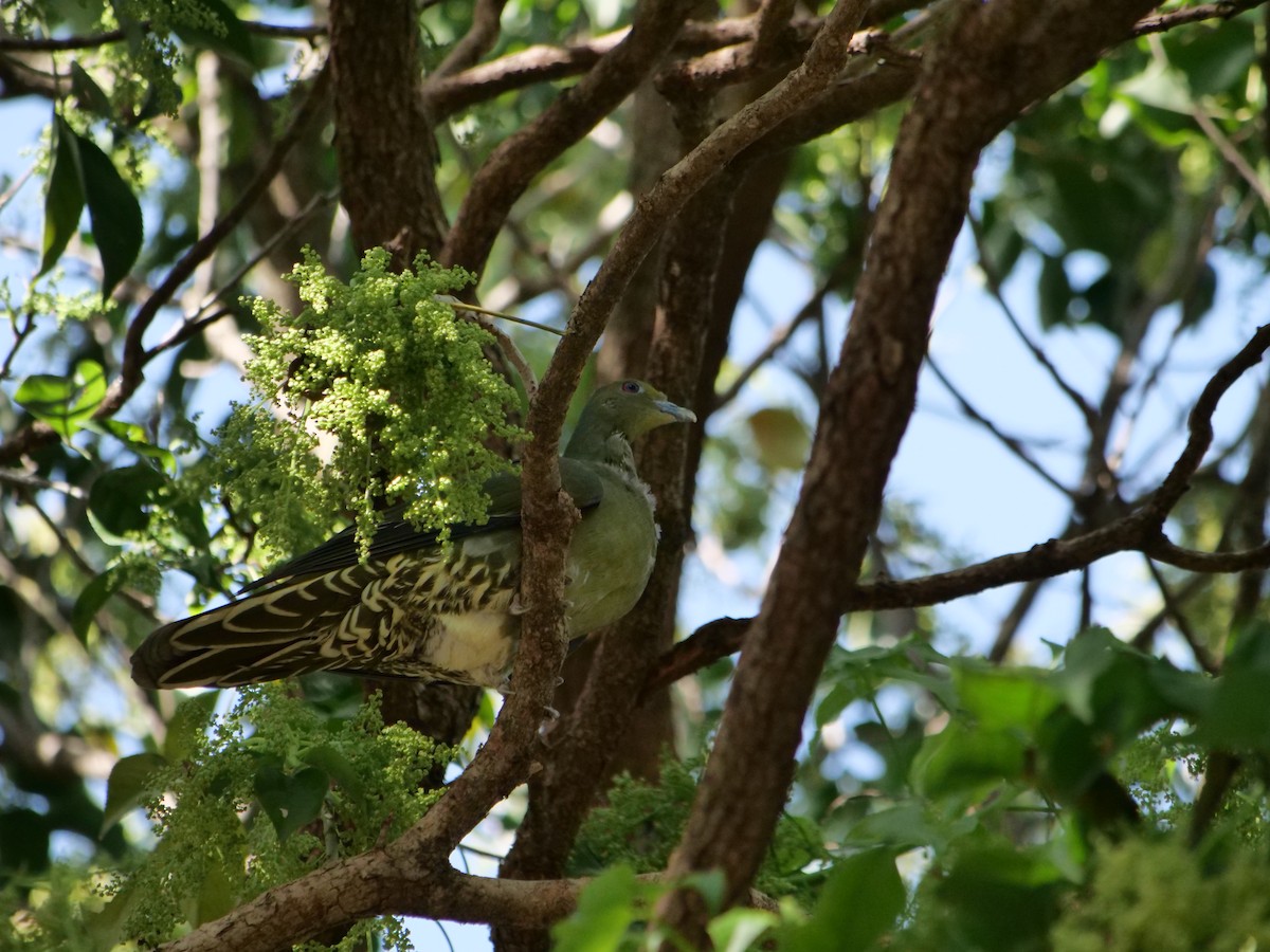 Whistling Green-Pigeon (Ryukyu) - ML617349238