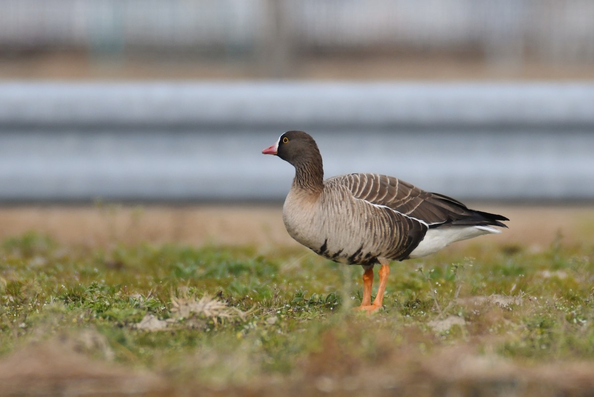 Lesser White-fronted Goose - ML617349341