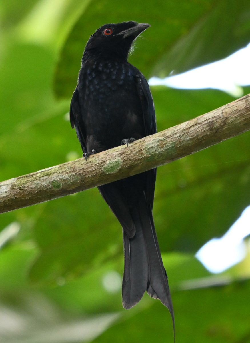 Greater Racket-tailed Drongo - ML617349364